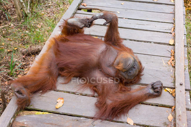Orangutan cub lying down on wooden construction, elevated view — Stock Photo