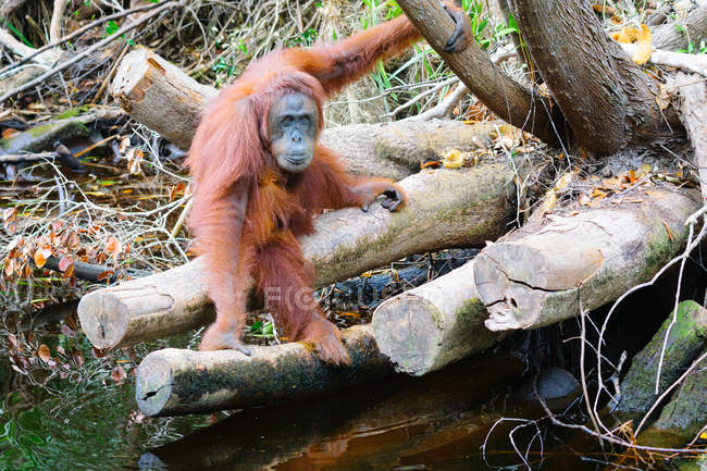 Орангутанг на стовбурах дерев біля води — стокове фото