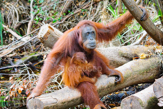 Индонезия, Калимантан, Борнео, Барат Котаварингин, национальный парк Танджунг Путинг, орангутанги, сидящие на деревянных бревнах по воде в лесу — стоковое фото