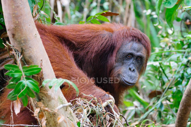 Close-up de um orangotango entre árvores — Fotografia de Stock