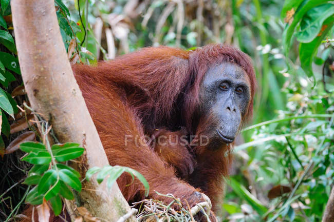 Closeup of male orangutan grimacing sitting on tree — Stock Photo