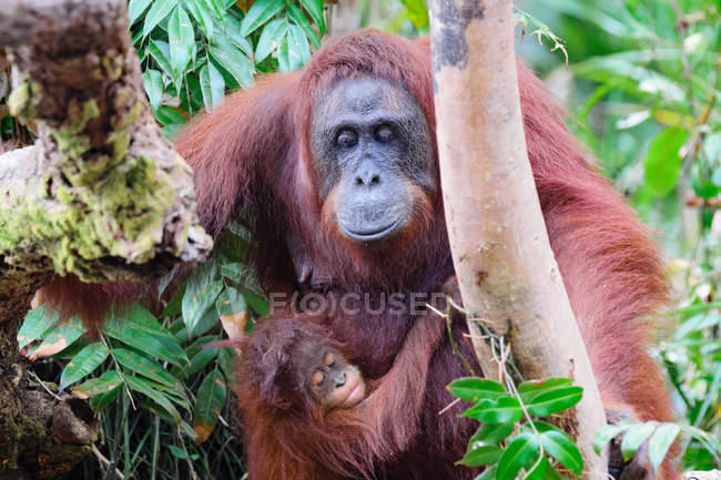 Indonesia, Kalimantan, Borneo, Kotawaringin Barat, Tanjung Puting National Park, Orangutan  with cub (Pongo pygmaeus) on tree closeup view — Stock Photo