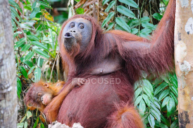 Indonesia, Kalimantan, Borneo, Kotawaringin Barat, Tanjung Puting National Park, Orangután con cachorro de muecas sentado en el árbol - foto de stock