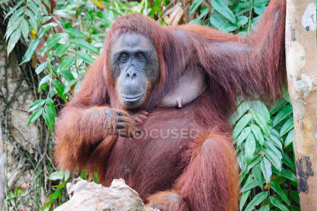 Fechar-se de orangotango feminino em árvores — Fotografia de Stock