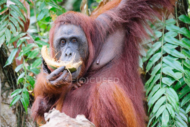 Orangutan mangiare cocco appeso sull'albero guardando la fotocamera — Foto stock