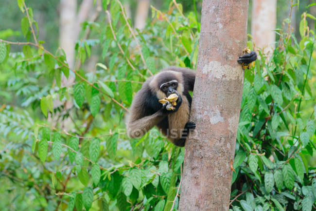 GibBorné Gibbon à barbe blanche (Hylobates albibis) sur le tronc d'arbre dans la forêt verte — Photo de stock