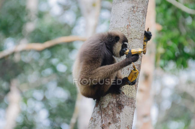 Борнейська білий бородатий Гібон (Hylobates albibis) на стовбур дерева — стокове фото