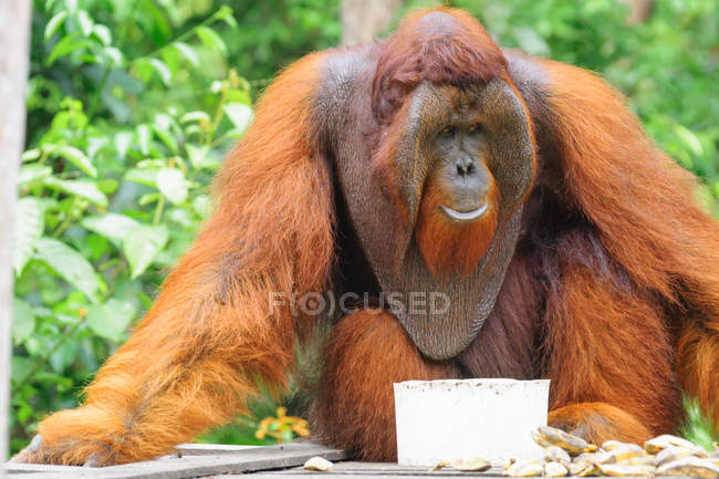 Primer plano de orangután sentado en la construcción de madera con tazón y plátanos - foto de stock