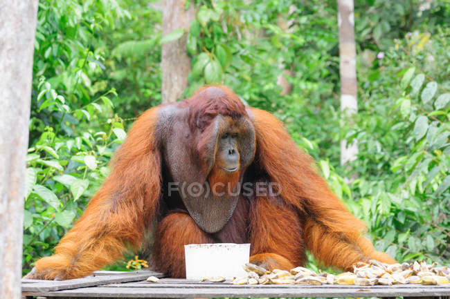 Indonesia, Kalimantan, Borneo, Kotawaringin Barat, Tanjung Puting National Park, Orangutan. - foto de stock