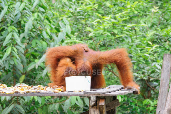 Orangutan with head in bucket — Stock Photo