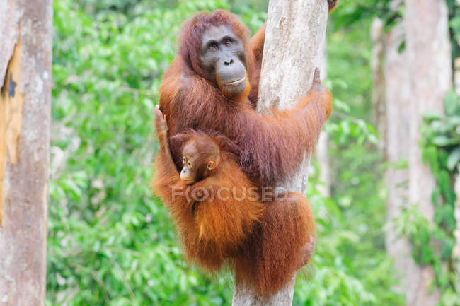 Indonesia, Kalimantan, Borneo, Kotawaringin Barat, Tanjung Puting National Park, Orangután con cachorro (Pongo pygmaeus), colgando del tronco de un árbol - foto de stock