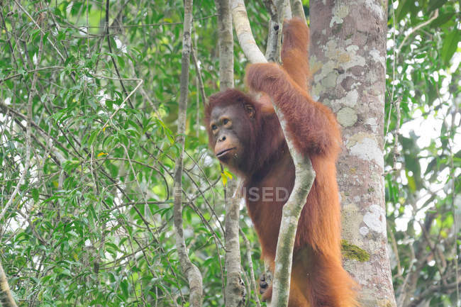 Orangutan hanging on liana in natural habitat — Stock Photo