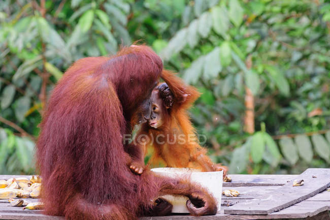 Indonesia, Kalimantan, Borneo, Kotawaringin Barat, Tanjung Puting National Park, Orangután femenino con cachorro bebiendo leche del tazón sentado en la construcción de madera en el bosque verde - foto de stock
