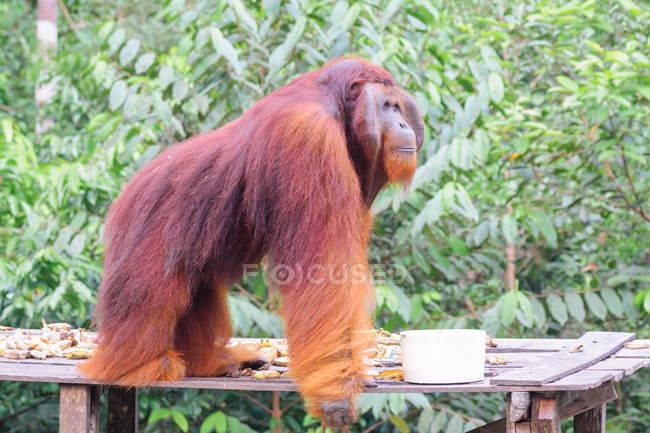 Castanho peludo macho Orangutan (Pongo pygmaeus) vista lateral — Fotografia de Stock