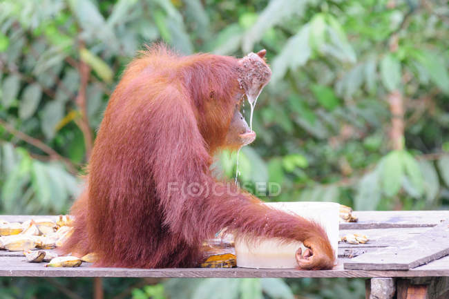 Orangutan drinking water, side view — Stock Photo