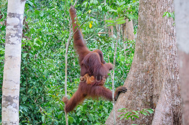 Indonesia, Kalimantan, Borneo, Kotawaringin Barat, Tanjung Puting National Park, Orangutan Lady with Child. - foto de stock