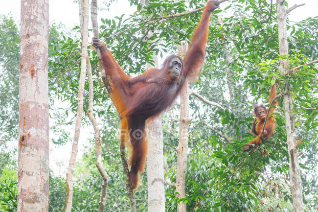 Індонезія, Калімантан, Борнео, Котаварінген Барат, Національний парк Танджунг Путінг, Орангутан з дитинчам (Понго Пігмеус), що висять на деревах. — стокове фото