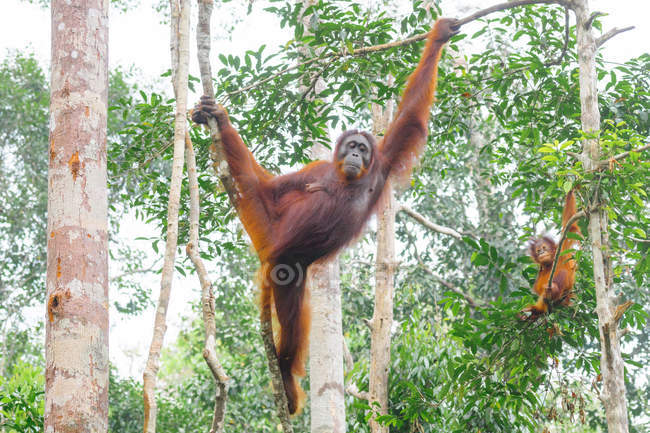 Indonesia, Kalimantan, Borneo, Kotawaringin Barat, Tanjung Puting National Park, Orangután con cachorro (Pongo pygmaeus), colgando de los árboles - foto de stock