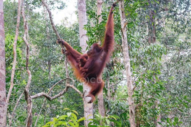 Індонезія, Калімантан, Борнео, Котаварінген Барат, Національний парк Танджунг Путінг, Орангутан з дитинчам (Понго Пігмеус), що висить на дереві — стокове фото