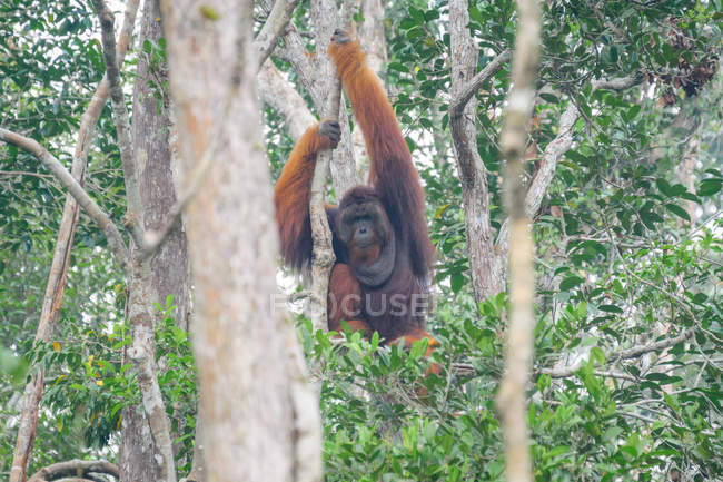 IMale Orangutan tra alberi verdi in habitat naturale — Foto stock
