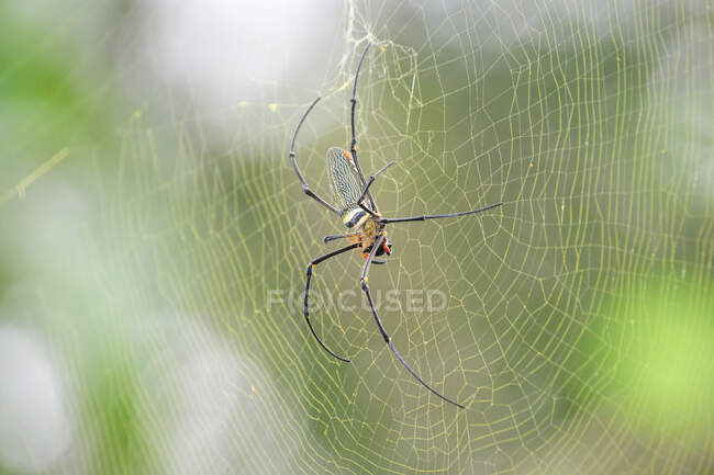 Indonesia, Kalimantan, Borneo, Kotawaringin Barat, Tanjung Puting National Park, Silk Spider, Golden orb web spider (Nephila maculata.) - foto de stock
