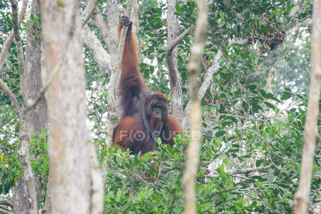 Orangutan macho (Pongo pygmaeus) pendurado em árvore verde em habitat natural — Fotografia de Stock