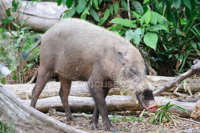 Warzenschwein im grünen Dschungel, Tanjung Puting Nationalpark, Bartschwein, Kotawaringin Barat, Borneo, Kalimantan, Indonesien — Stockfoto