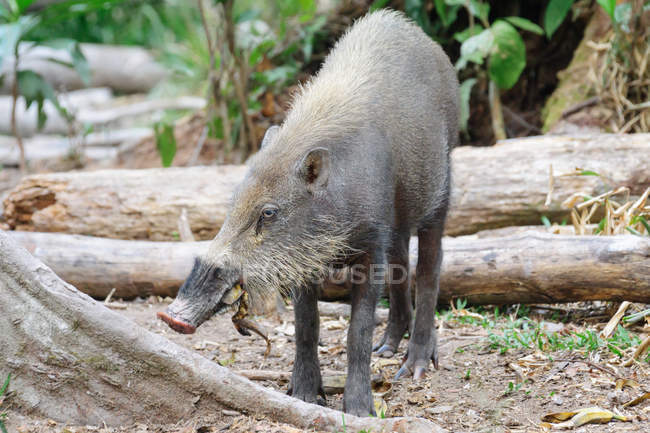 Indonesia, Kalimantan, Borneo, Kotawaringin Barat, Tanjung Puting National Park, Bartschwein, Bearded Pig. - foto de stock