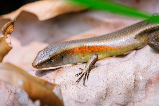 Indonesia, Kalimantan, Borneo, Kotawaringin Barat, Tanjung Puting National Park, close-up of reptile — Stock Photo