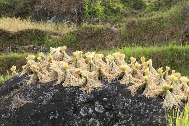 Индонезия, Сулавеси Селатан, Тораджа Утара, связанный рис на земле — стоковое фото