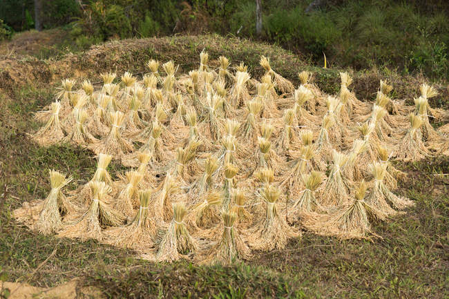 Indonesia, Sulawesi Selatan, Toraja Utara, Tied Rice placed in field — Stock Photo