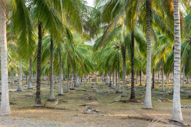 Indonésia, Sulawesi Tengah, Ilhas Banggai, florestas de palmeiras — Fotografia de Stock