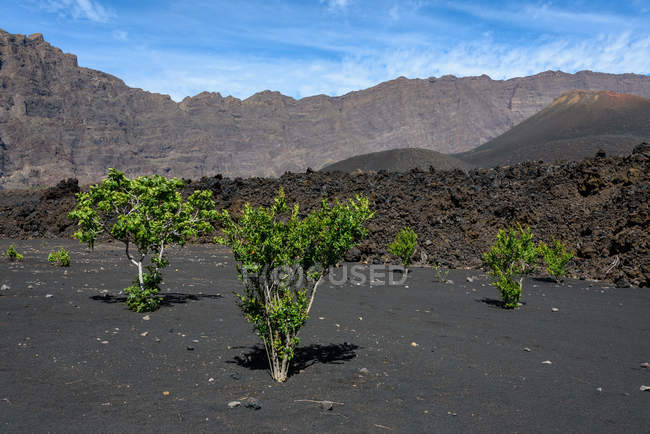 Cabo Verde, Fogo, Santa Catarina, caminhada até o vulcão Fogo, plantas exóticas em primeiro plano — Fotografia de Stock