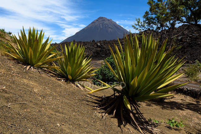 Capo Verde, Fogo, Santa Catarina, Paesaggio con vulcano Fogo, piante esotiche in primo piano — Foto stock