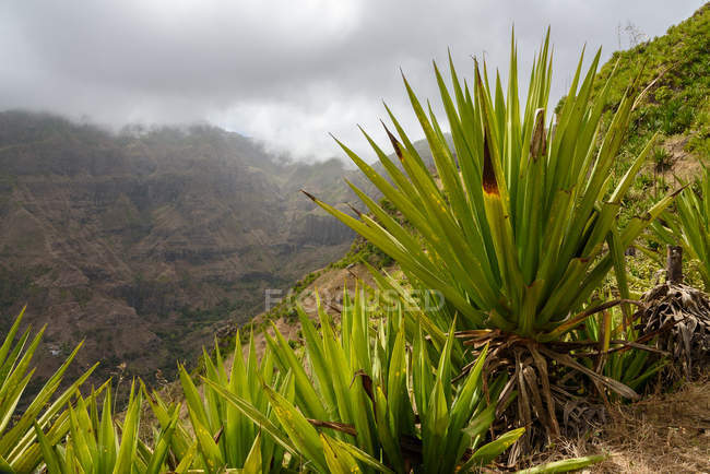 Зеленые кусты юкки на фоне гор, Сан-Мигель, Кабо-Верде — стоковое фото
