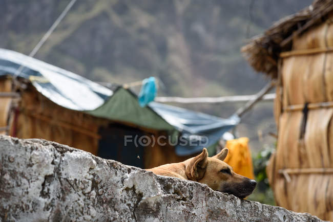 Cabo Verde, Santo Antão, Paul, cão na aldeia em Valle do Paul . — Fotografia de Stock