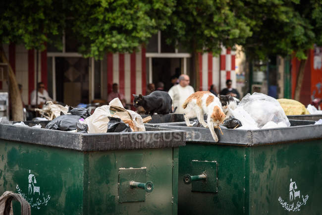 Egypt, Cairo Governorate, Cairo, cats in waste bins — Stock Photo