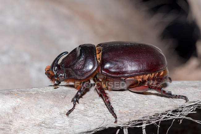 Индонезия, Java Barat, Cianjur, Close up of Rhinoceros beetle on surface — стоковое фото