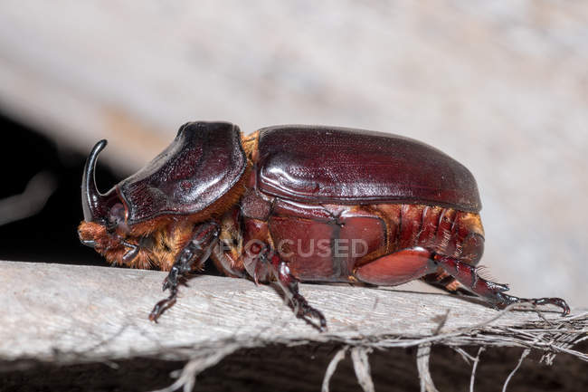 Индонезия, Java Barat, Cianjur, Rhinoceros beetle — стоковое фото