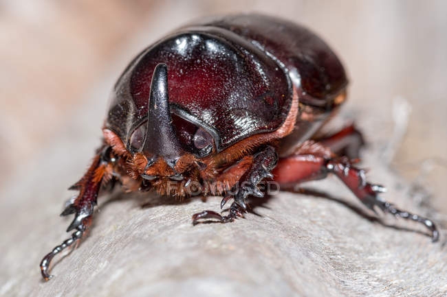Indonesia, Java Barat, Cianjur, Rhinoceros beetle on grey surface — Stock Photo