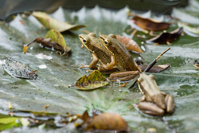 Indonesia, Java Barat, Kota Bandung, frogs sitting on leaf at pond — Stock Photo