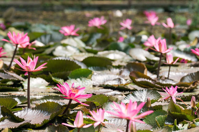 Indonesia, Java Barat, Kota Bandung, Park, Water Lilies — Stock Photo