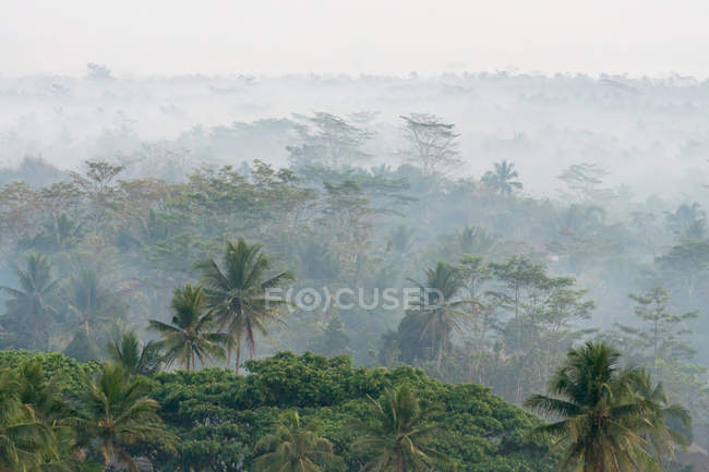 Vue aérienne de la jungle dense dans le brouillard à Magelang, Jawa Tengah, Indonésie — Photo de stock