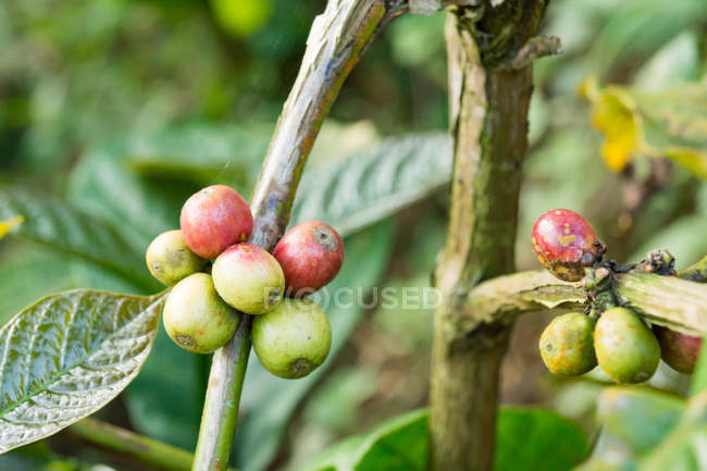 Indonésie, Java Tengah, Menoreh, fruits à la branche cassée, chaîne de montagnes Menoreh — Photo de stock