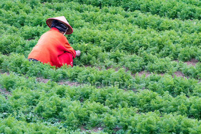 Frau erntet Gemüse auf Plantage, Banjarnegara, Java Tengah, Indonesien — Stockfoto