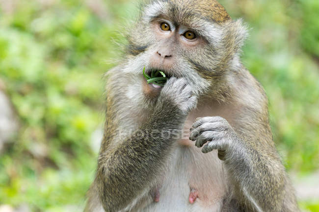 Крупним планом мавпа їсть зелене листя, дивлячись вбік — стокове фото