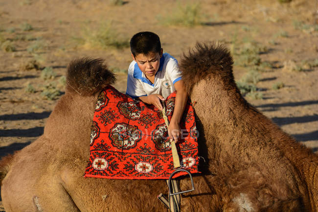 Pequeno motorista de camelo colocando sela no dromedário no deserto de Nurota tumani, Uzbequistão — Fotografia de Stock
