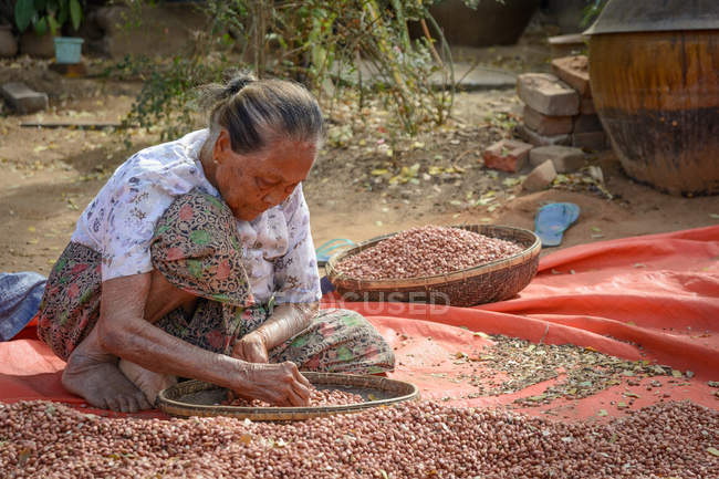 Мьянма, Мандалайская область, Тахта, женщина, просеивающая орехи — стоковое фото