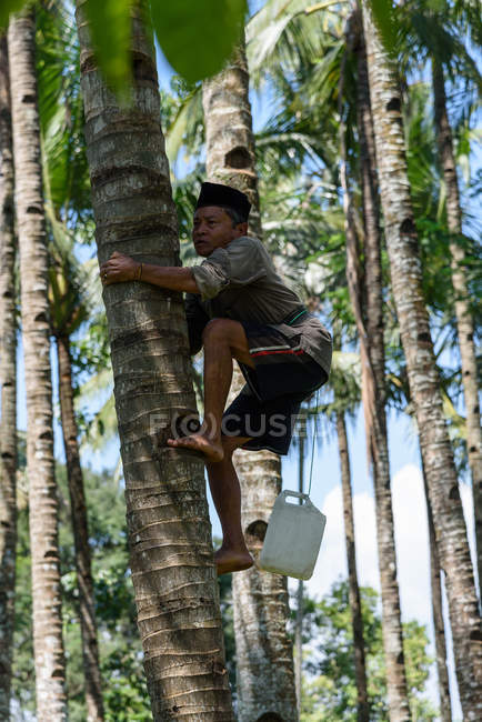 Vista del hombre extrayendo jugo de palma, Kabanyaten Banyuwangi, Java Timur, Indonesia - foto de stock