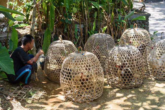Asian man sitting near cages with fighting cocks, Kaban Tabanan, Bali, Indonesia — Stock Photo